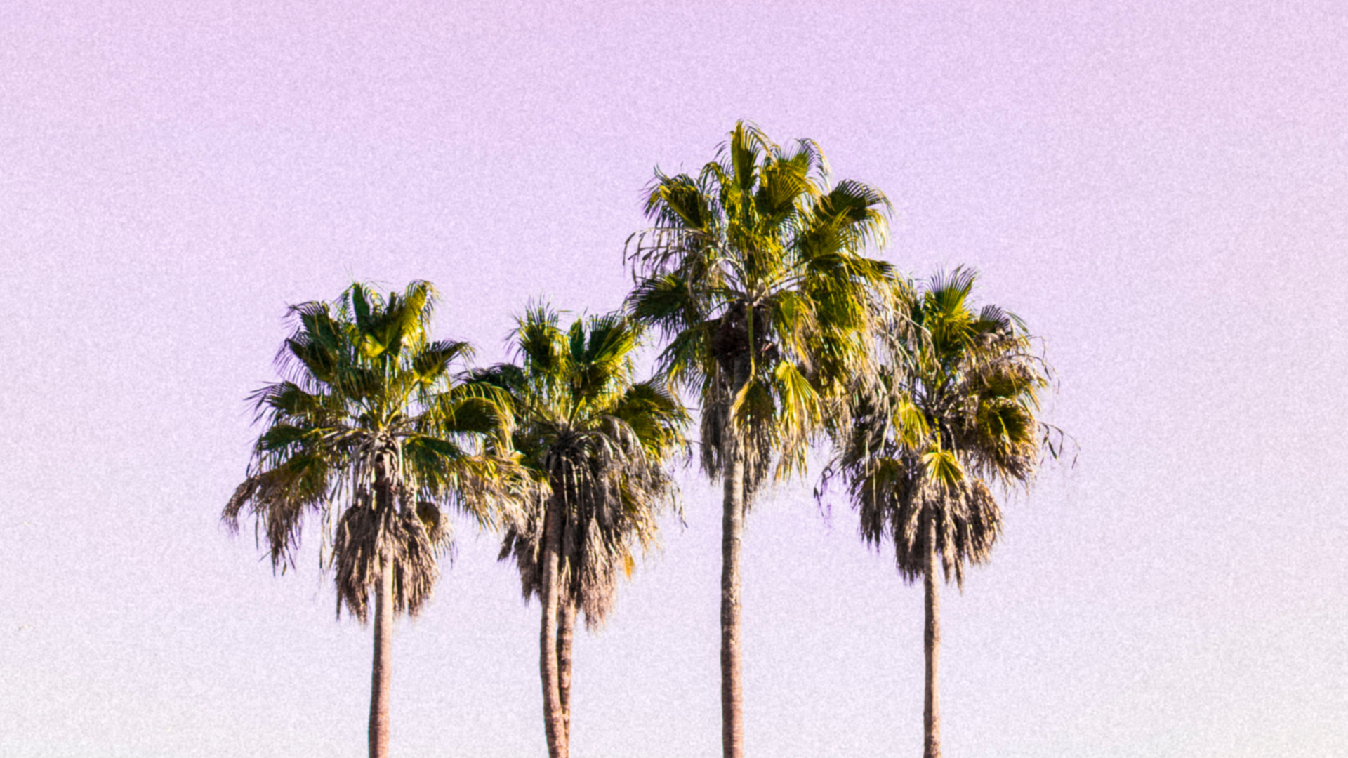 Palm Trees